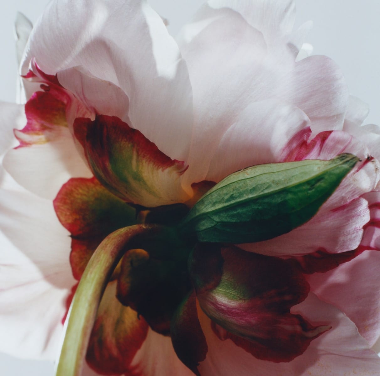 Peony flower