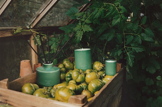 Veggie - Tomato Scents