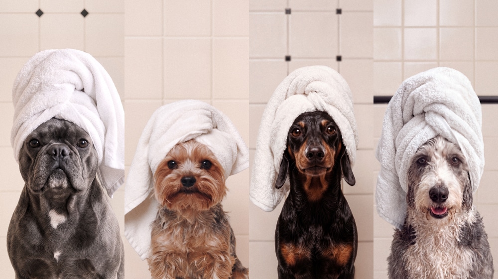 Jo Malone London | Dogs with towels on their heads
