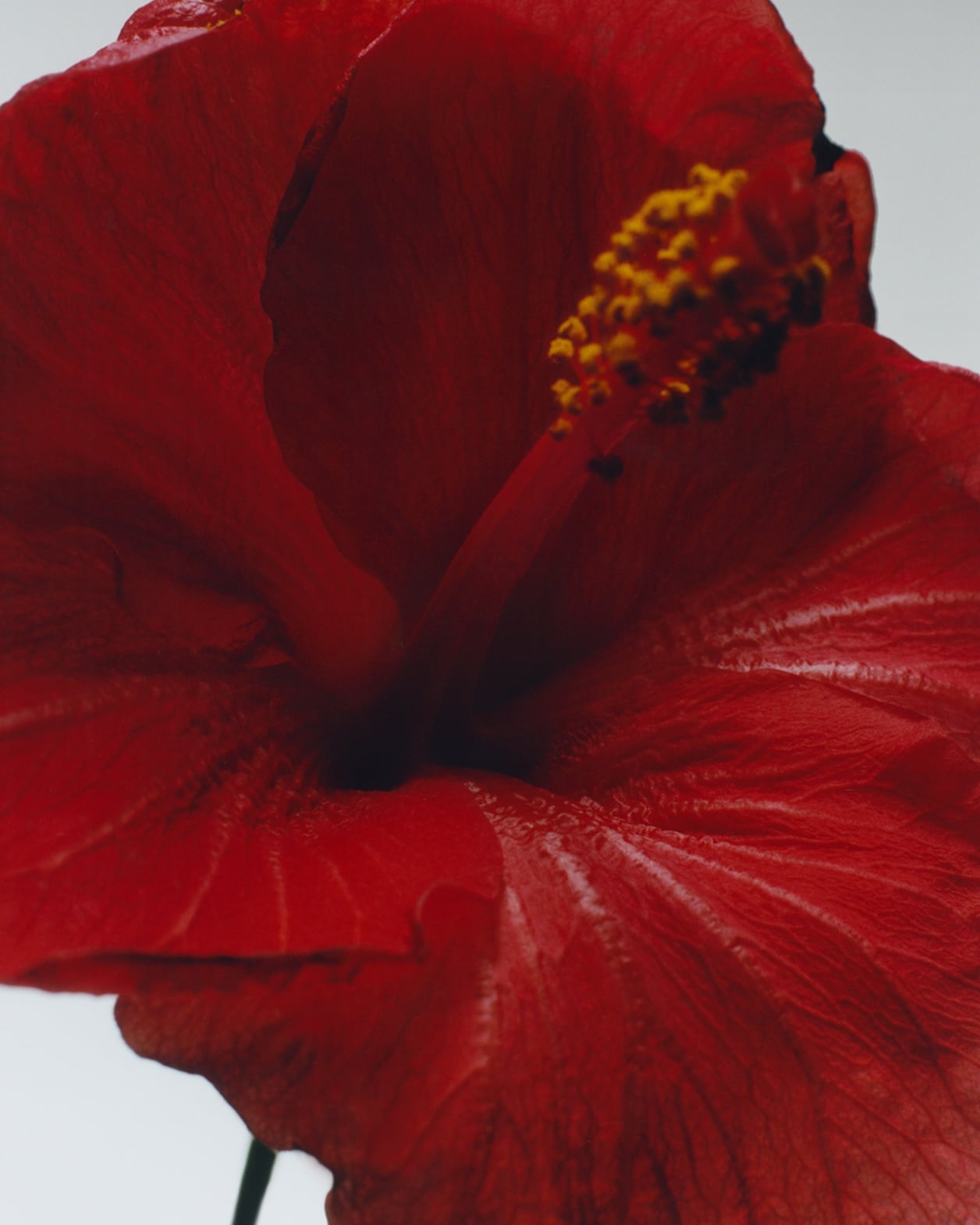 Red Hibiscus Cologne Intense | Jo Malone London | Jo Malone London