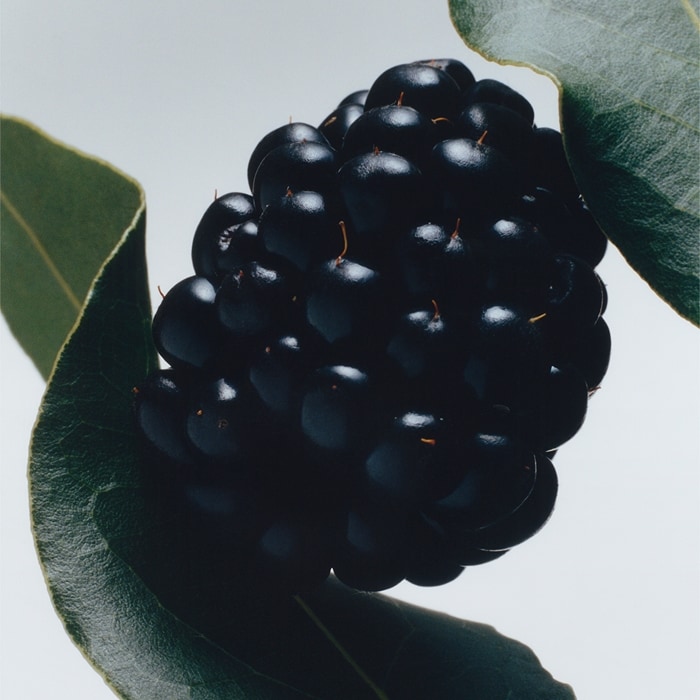 Blackberry & Bay Cologne | Jo Malone London | Jo Malone London