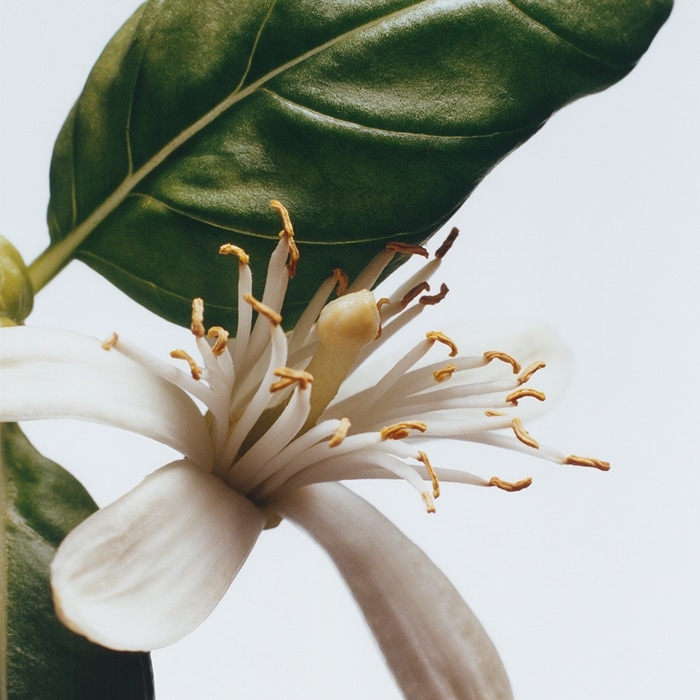 Basil & Neroli Cologne | Jo Malone London | Jo Malone London