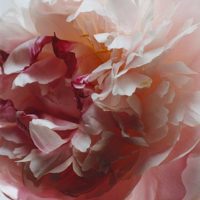 Peony & Blush Suede Cologne | Jo Malone London | Jo Malone London