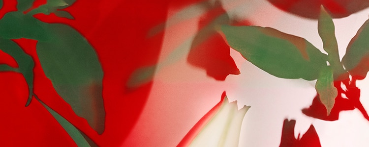 image of lilies, an ingredient in Jo Malone London pomegranate noir, on a red background