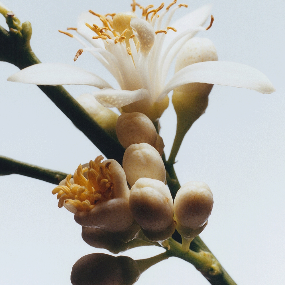 조말론 오렌지 블로섬 향초 