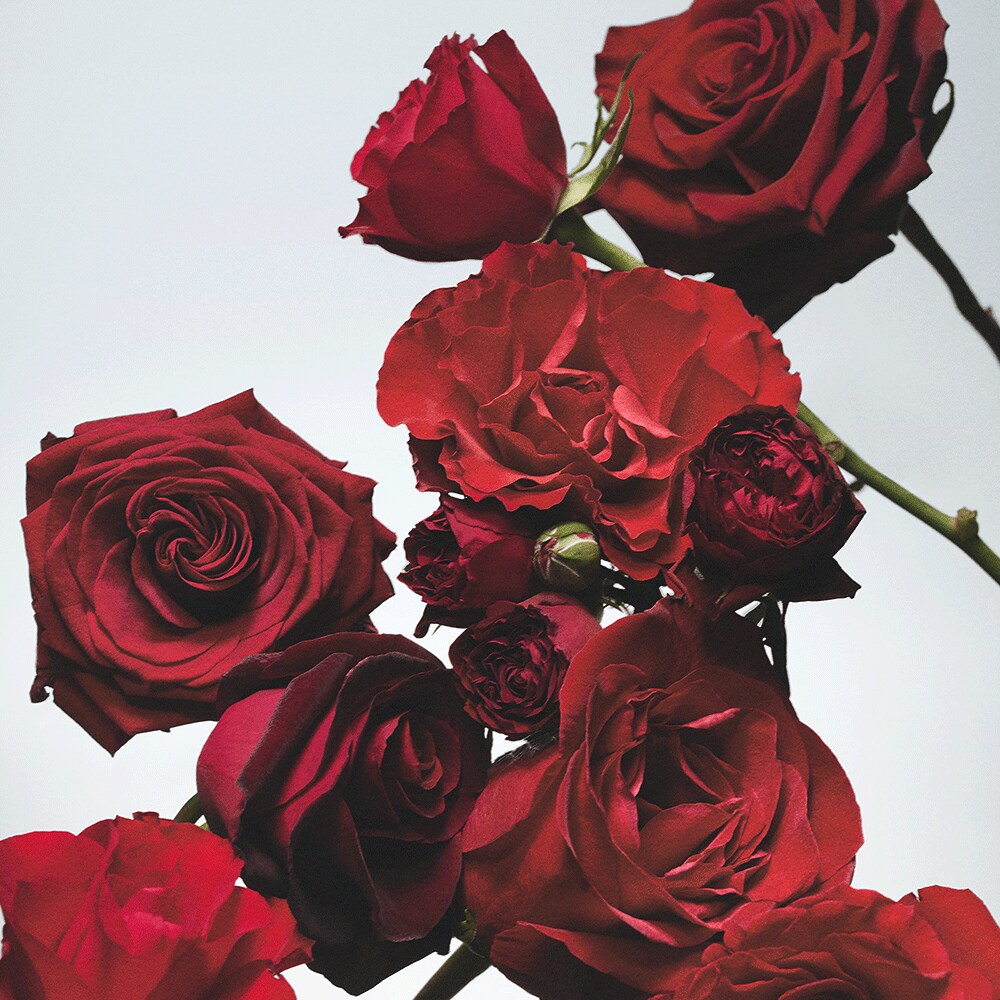 조말론 레드 로즈 바디 & 핸드 로션 