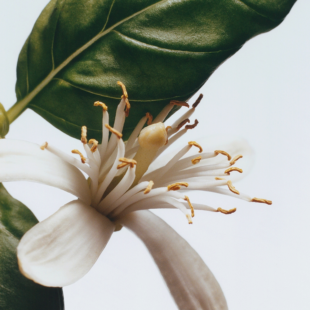 조말론 바질 & 네롤리 코롱 