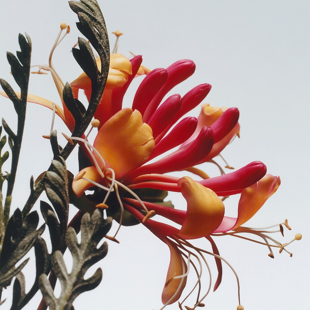 조말론 혼이서클 & 다바나 홈 캔들 