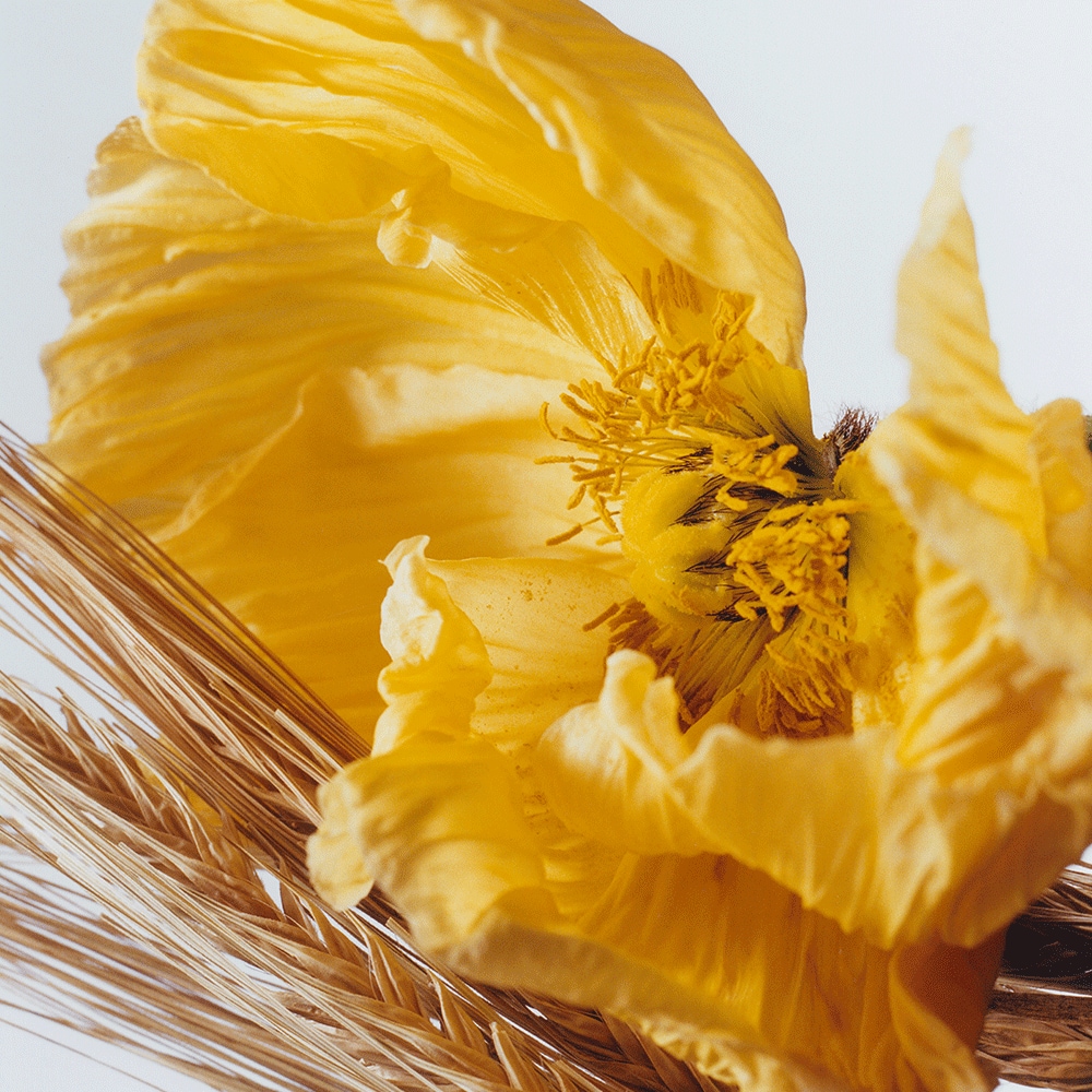 조말론 양귀비 & 보리 코롱 