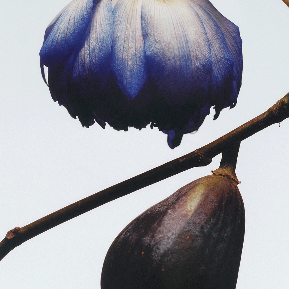 조말론 무화과 & 연꽃 코롱 