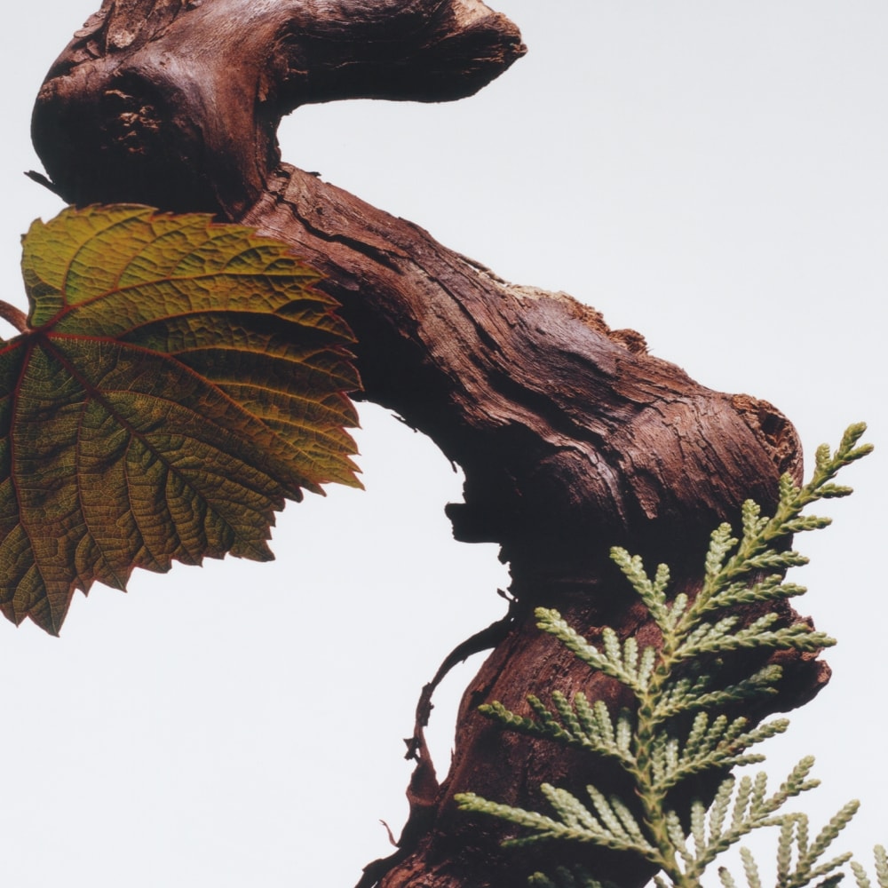 조말론 사이프러스 & 포도나무 코롱 인텐스 