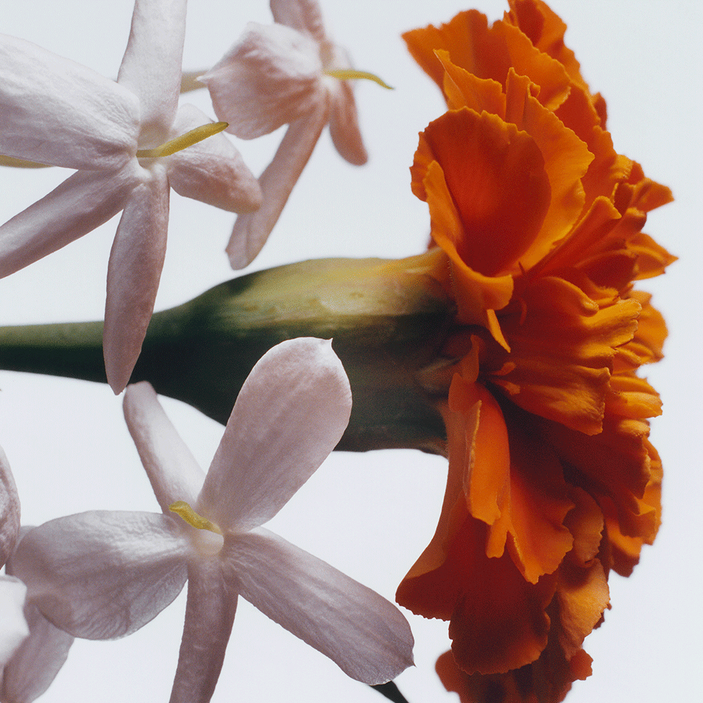 조말론 자스민 샘박 & 마리골드 코롱 인텐스 