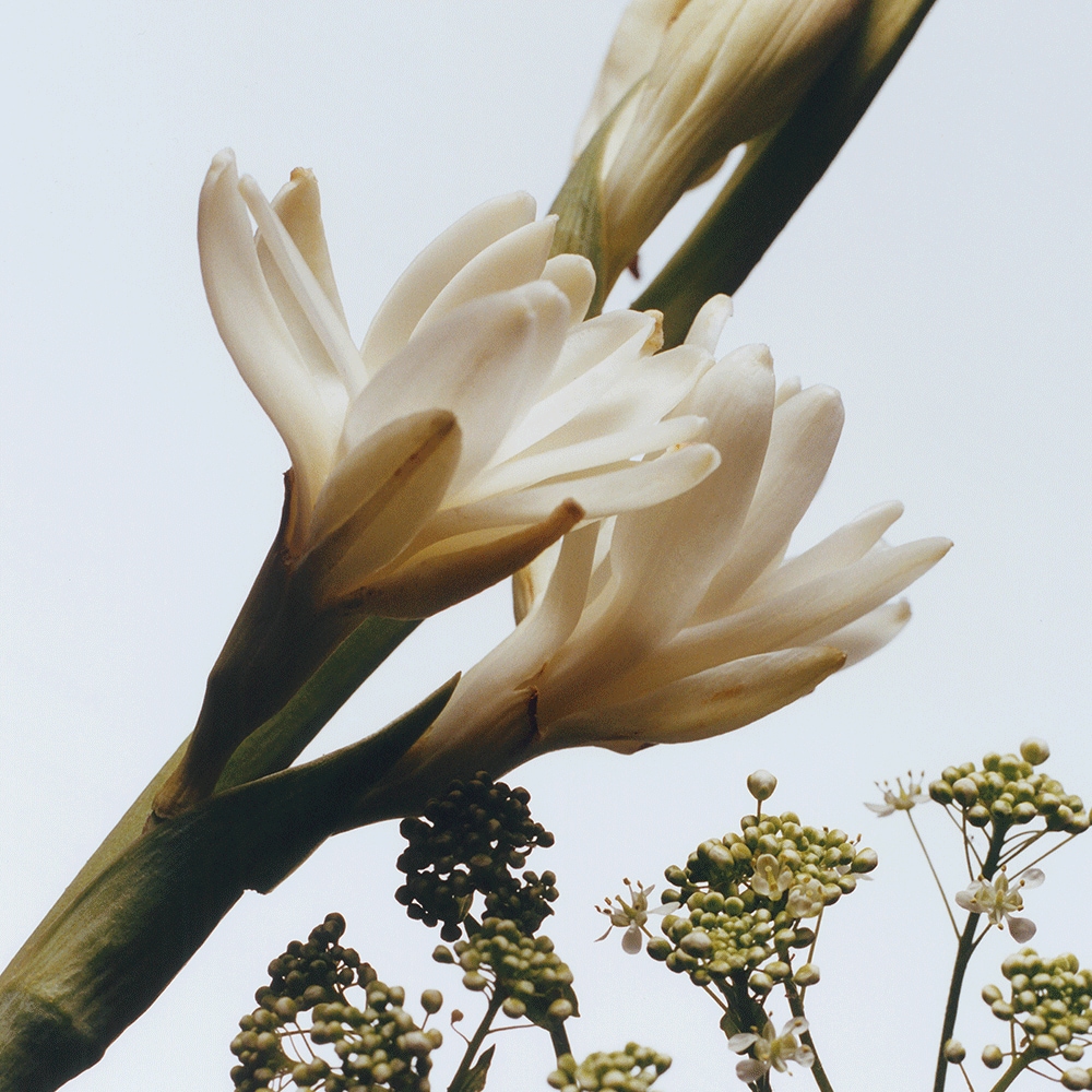 조말론 튜베로즈 안젤리카 코롱 인텐스 