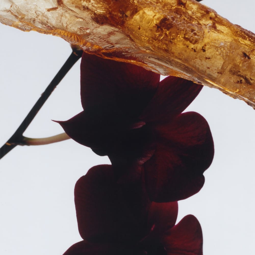 조말론 다크 앰버 & 진저 릴리 코롱 인텐스 