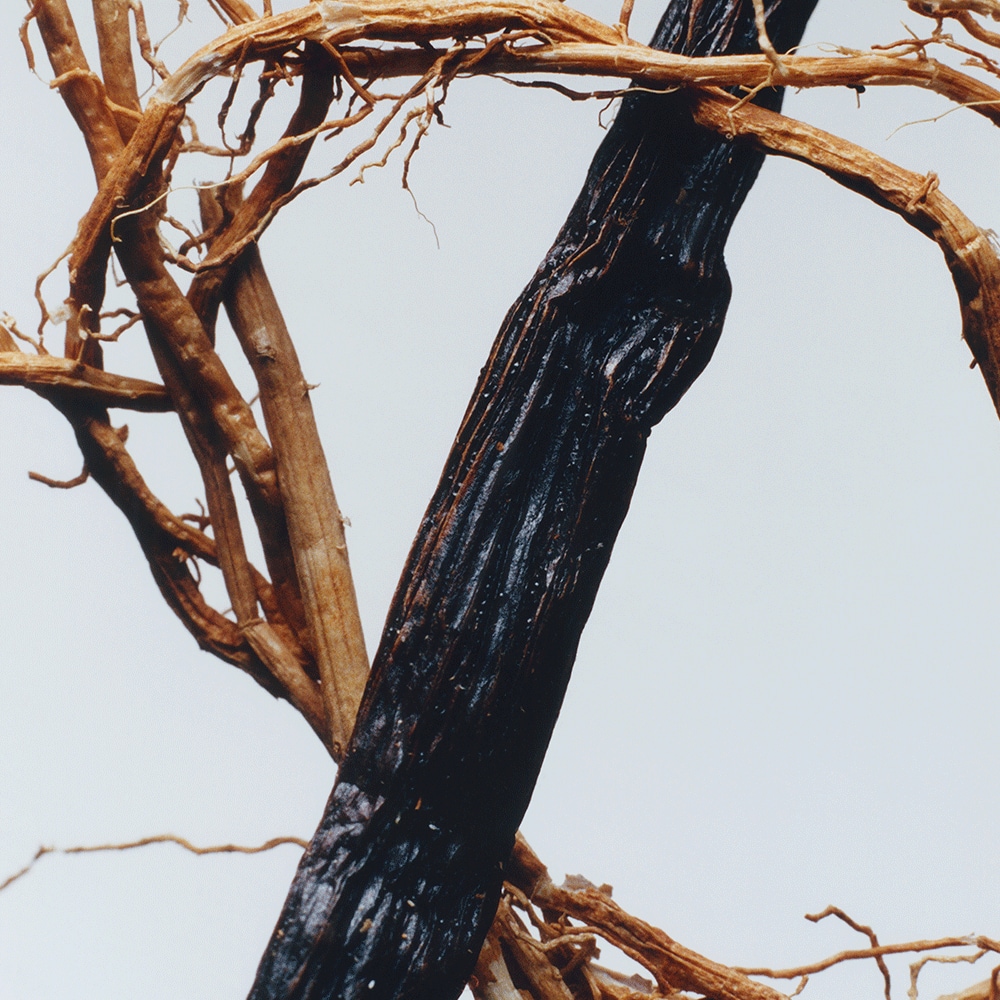 조말론 베티버 & 골든 바닐라 코롱 인텐스 