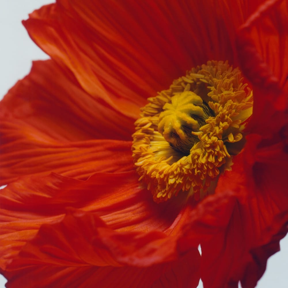 조말론 스칼렛 포피 코롱 인텐스 