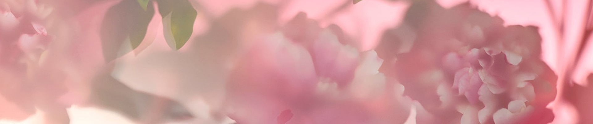 image of peony petals, an ingredient in jo malone floral perfumes, on a pink background