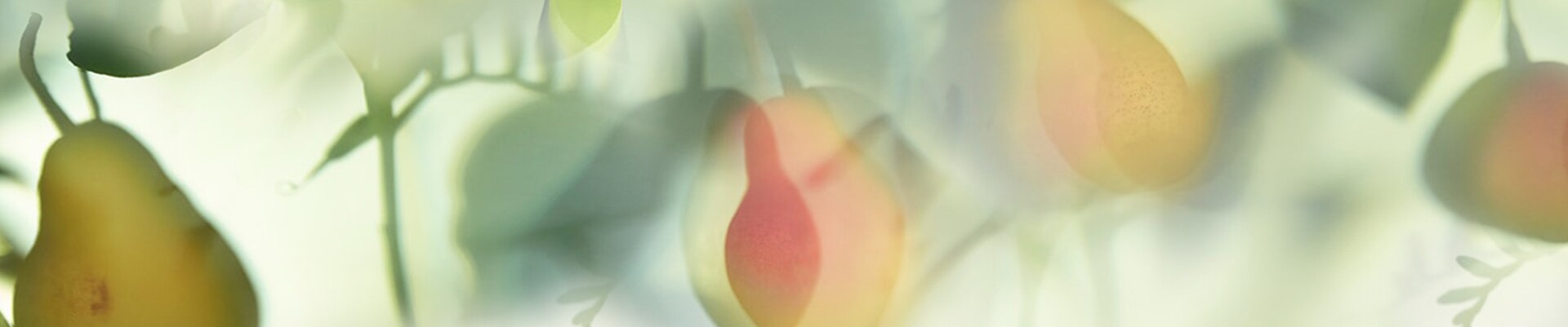 image of pears, an ingredient in english pear & freesia a fruity perfume, growing on a tree