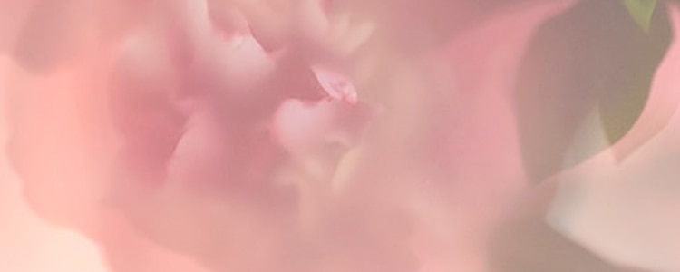 image of peony petals, an ingredient in jo malone floral perfumes, on a pink background